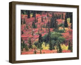 Red and Yellow Foliage of Denali National Park, Alaska, USA-Charles Sleicher-Framed Premium Photographic Print