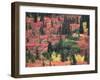 Red and Yellow Foliage of Denali National Park, Alaska, USA-Charles Sleicher-Framed Photographic Print