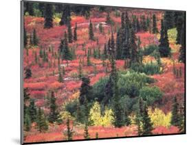 Red and Yellow Foliage of Denali National Park, Alaska, USA-Charles Sleicher-Mounted Photographic Print