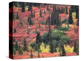 Red and Yellow Foliage of Denali National Park, Alaska, USA-Charles Sleicher-Stretched Canvas