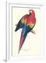 Red and Yellow Macaw - Ara Macao-Edward Lear-Framed Art Print