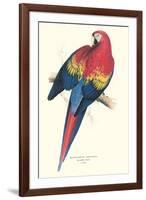 Red and Yellow Macaw - Ara Macao-Edward Lear-Framed Art Print