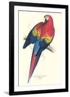 Red and Yellow Macaw - Ara Macao-Edward Lear-Framed Art Print