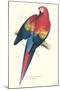 Red and Yellow Macaw - Ara Macao-Edward Lear-Mounted Art Print