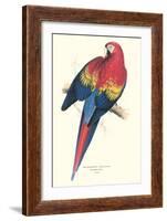 Red and Yellow Macaw - Ara Macao-Edward Lear-Framed Art Print