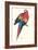 Red and Yellow Macaw - Ara Macao-Edward Lear-Framed Art Print