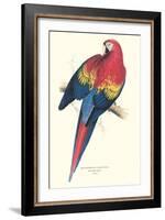 Red and Yellow Macaw - Ara Macao-Edward Lear-Framed Art Print