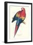 Red and Yellow Macaw - Ara Macao-Edward Lear-Framed Art Print