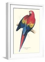 Red and Yellow Macaw - Ara Macao-Edward Lear-Framed Art Print