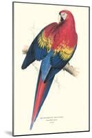 Red and Yellow Macaw - Ara Macao-Edward Lear-Mounted Art Print
