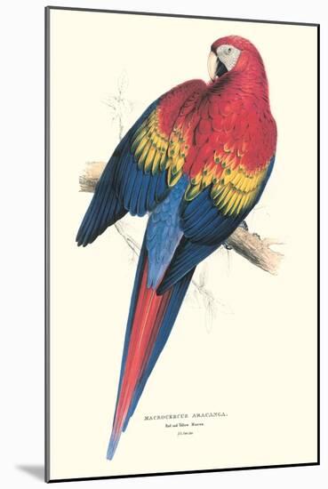 Red and Yellow Macaw - Ara Macao-Edward Lear-Mounted Art Print