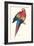 Red and Yellow Macaw - Ara Macao-Edward Lear-Framed Art Print