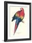Red and Yellow Macaw - Ara Macao-Edward Lear-Framed Art Print