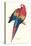 Red and Yellow Macaw - Ara Macao-Edward Lear-Stretched Canvas