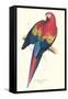 Red and Yellow Macaw - Ara Macao-Edward Lear-Framed Stretched Canvas