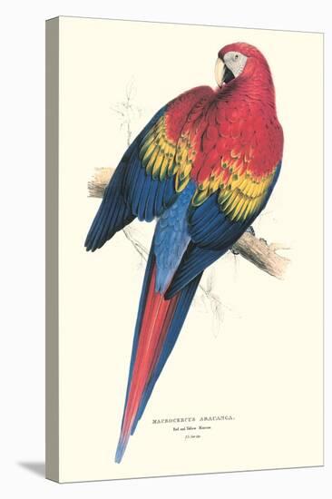 Red and Yellow Macaw - Ara Macao-Edward Lear-Stretched Canvas