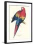 Red and Yellow Macaw - Ara Macao-Edward Lear-Framed Art Print