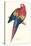 Red and Yellow Macaw - Ara Macao-Edward Lear-Stretched Canvas