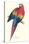 Red and Yellow Macaw - Ara Macao-Edward Lear-Stretched Canvas