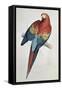 Red and Yellow Macaw-Edward Lear-Framed Stretched Canvas