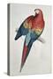 Red and Yellow Macaw-Edward Lear-Stretched Canvas