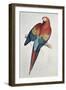 Red and Yellow Macaw-Edward Lear-Framed Giclee Print