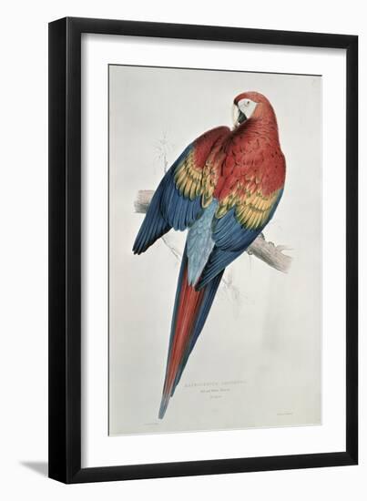 Red and Yellow Macaw-Edward Lear-Framed Giclee Print