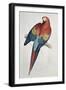 Red and Yellow Macaw-Edward Lear-Framed Giclee Print