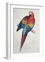 Red and Yellow Macaw-Edward Lear-Framed Giclee Print