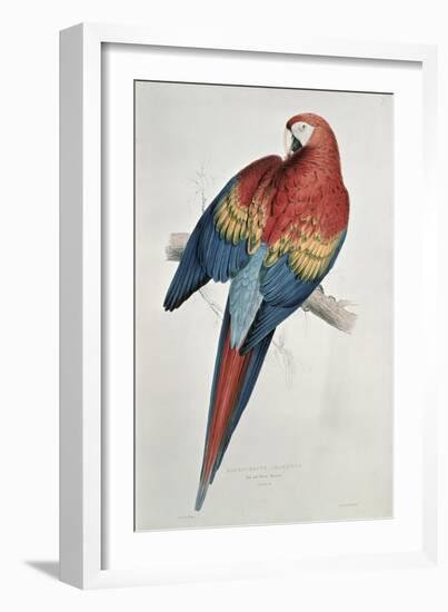 Red and Yellow Macaw-Edward Lear-Framed Giclee Print