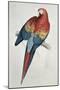 Red and Yellow Macaw-Edward Lear-Mounted Giclee Print