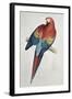 Red and Yellow Macaw-Edward Lear-Framed Giclee Print