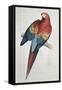 Red and Yellow Macaw-Edward Lear-Framed Stretched Canvas