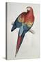 Red and Yellow Macaw-Edward Lear-Stretched Canvas