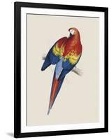 Red and Yellow Maccaw-Edward Lear-Framed Giclee Print