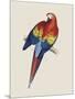 Red and Yellow Maccaw-Edward Lear-Mounted Giclee Print