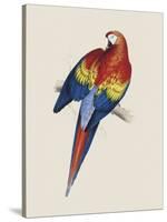 Red and Yellow Maccaw-Edward Lear-Stretched Canvas