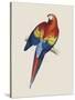 Red and Yellow Maccaw-Edward Lear-Stretched Canvas