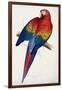 Red and Yellow Maccaw-Edward Lear-Framed Giclee Print