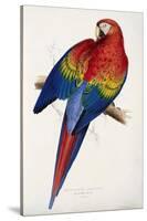 Red and Yellow Maccaw-Edward Lear-Stretched Canvas