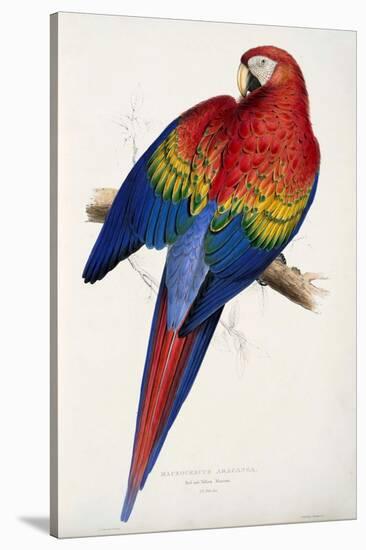 Red and Yellow Maccaw-Edward Lear-Stretched Canvas