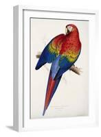 Red and Yellow Maccaw-Edward Lear-Framed Giclee Print