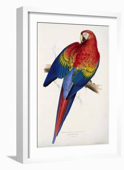 Red and Yellow Maccaw-Edward Lear-Framed Giclee Print