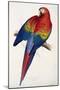 Red and Yellow Maccaw-Edward Lear-Mounted Giclee Print