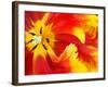 Red and Yellow Parrot Tulip Closeup-Anna Miller-Framed Photographic Print