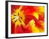 Red and Yellow Parrot Tulip Closeup-Anna Miller-Framed Photographic Print