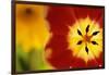 Red and Yellow Tulip Close-Up-Darrell Gulin-Framed Photographic Print