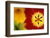 Red and Yellow Tulip Close-Up-Darrell Gulin-Framed Photographic Print