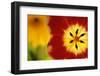 Red and Yellow Tulip Close-Up-Darrell Gulin-Framed Photographic Print