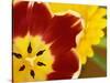Red and Yellow Tulip Close-Up-Darrell Gulin-Stretched Canvas